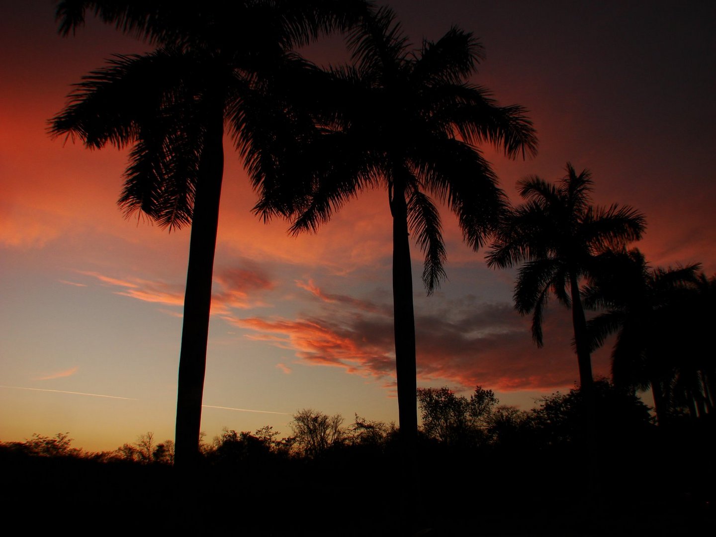 Atardecer y palmeras.