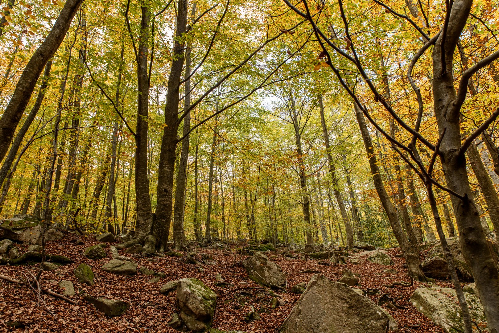 Atardor Montseny 1