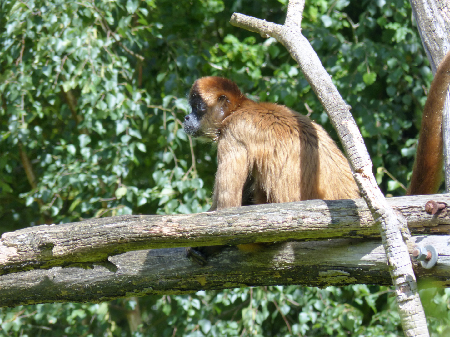 Atèle de Geoffroy (3)