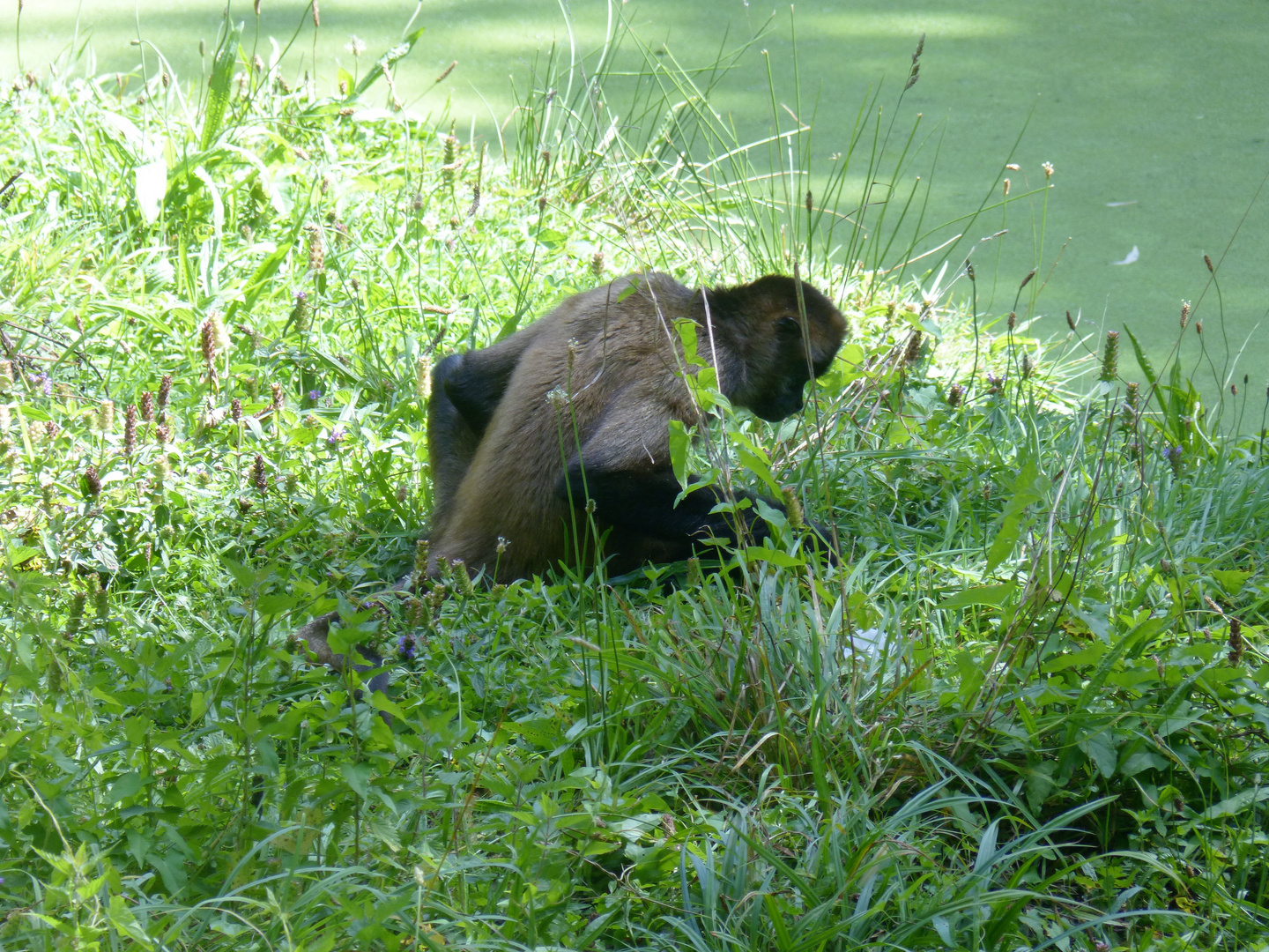 Atèle de Geoffroy