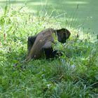 Atèle de Geoffroy