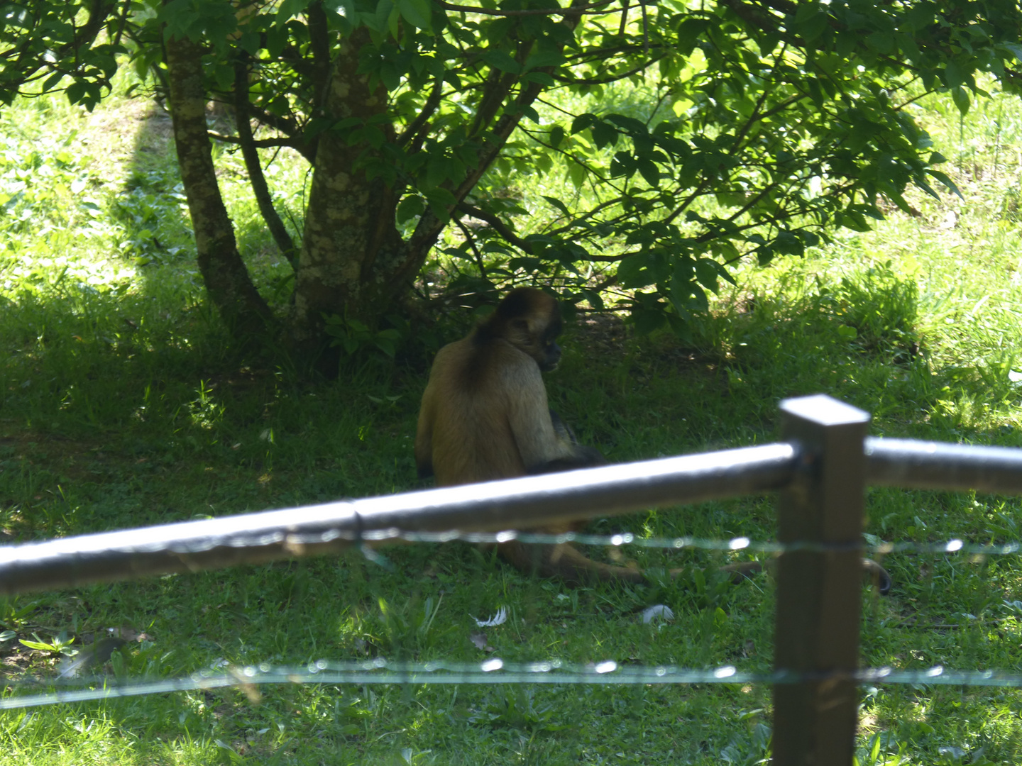 Atèle de Geoffroy à l'ombre