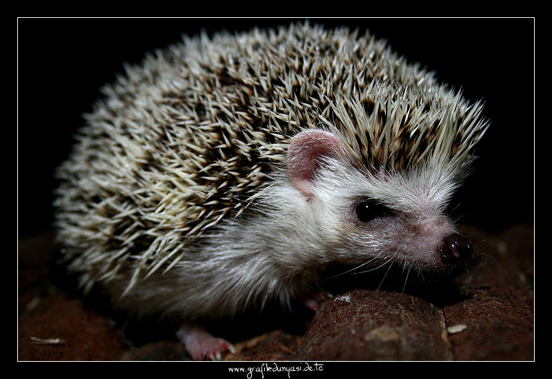 Atelerix albiventris - Afrikanischer Weißbauchigel - Chocolat pinto