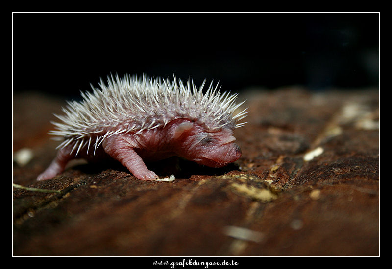 Atelerix albiventris - Afrikanischer Weißbauchigel Junge