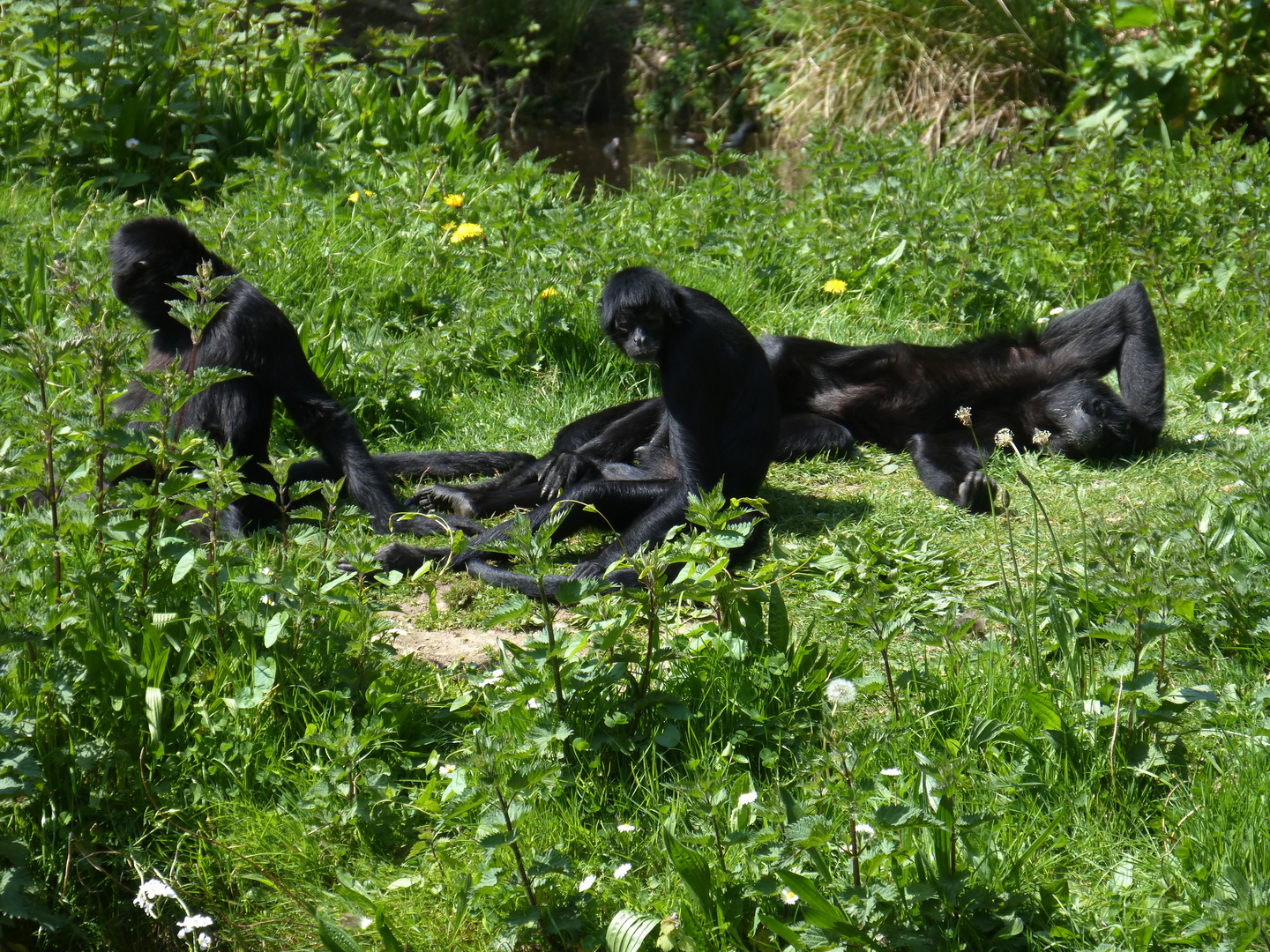 atèles à tête brune au soleil