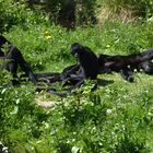 atèles à tête brune au soleil