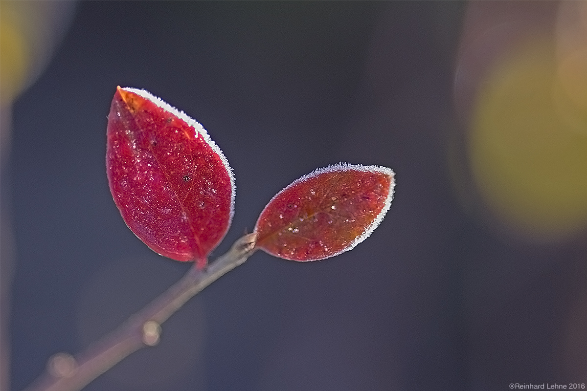 Atelier Natur 1