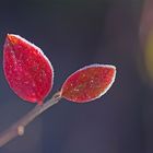 Atelier Natur 1