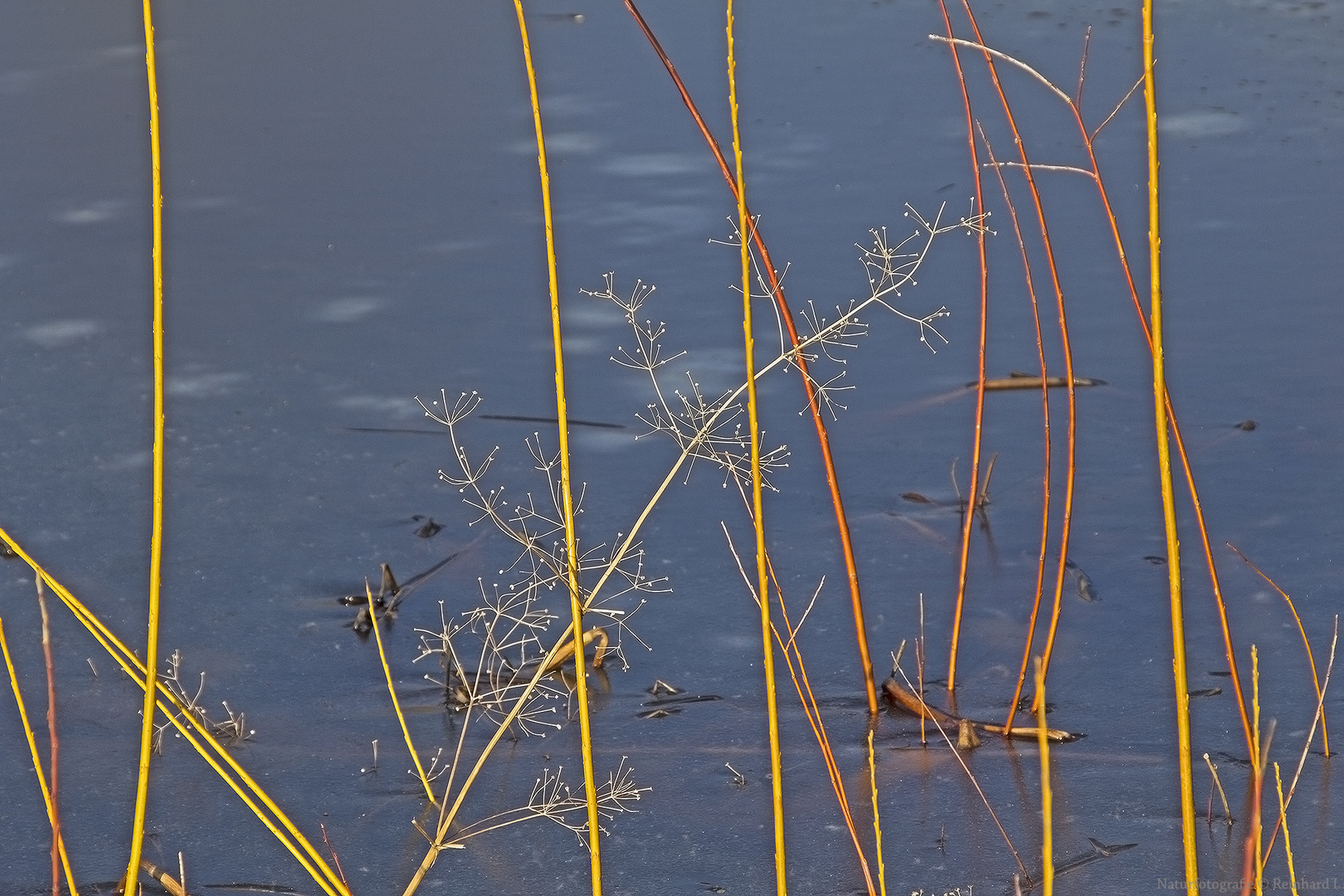   Atelier Natur Abteilung Abstrakt