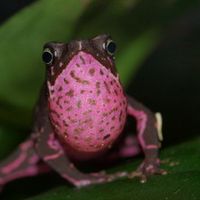 Atelopus