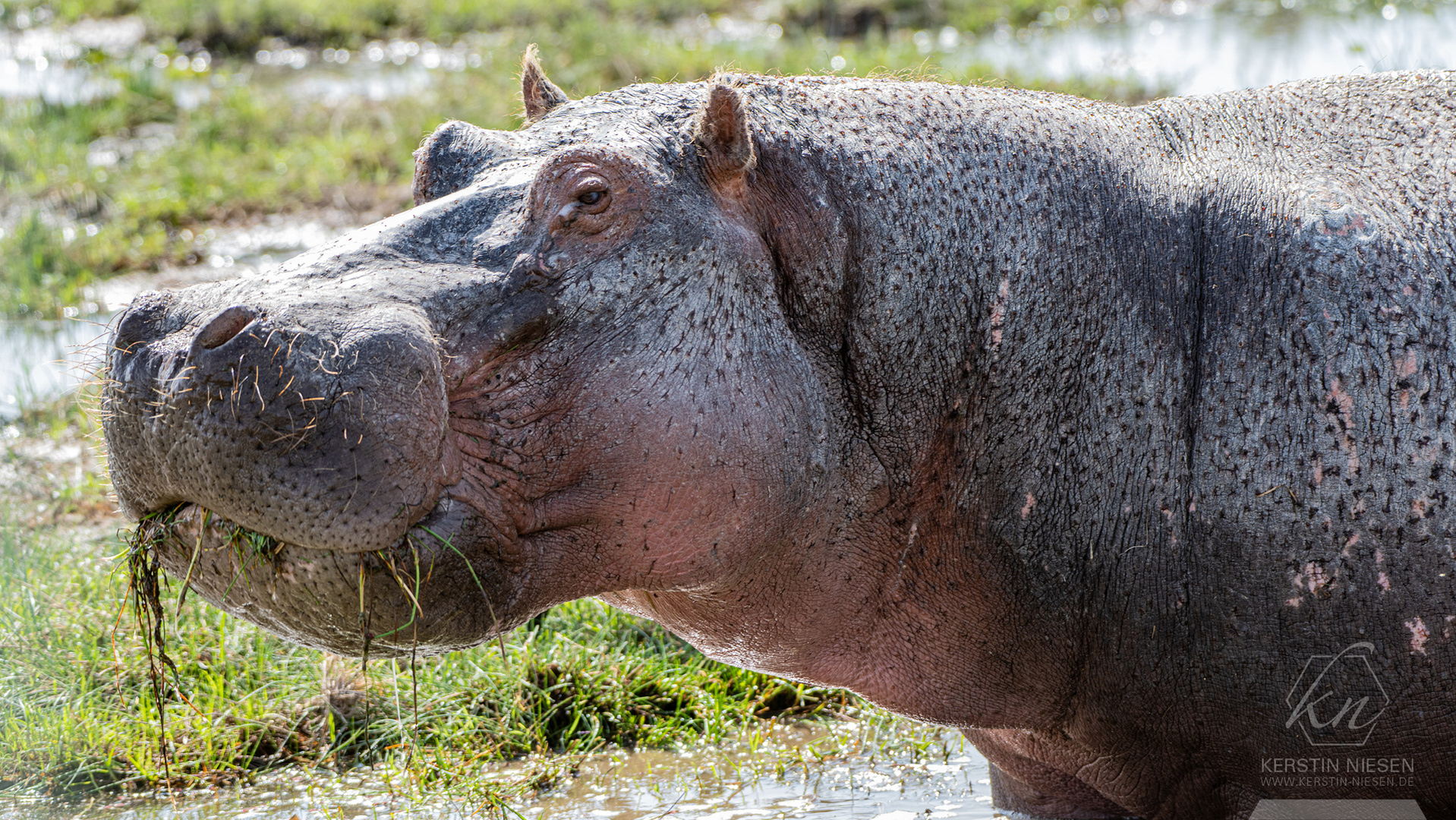 Atemberaubende Begegnung: Imposantes Flusspferd beim Fressen im Amboseli-Nationalpark.