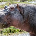 Atemberaubende Begegnung: Imposantes Flusspferd beim Fressen im Amboseli-Nationalpark.