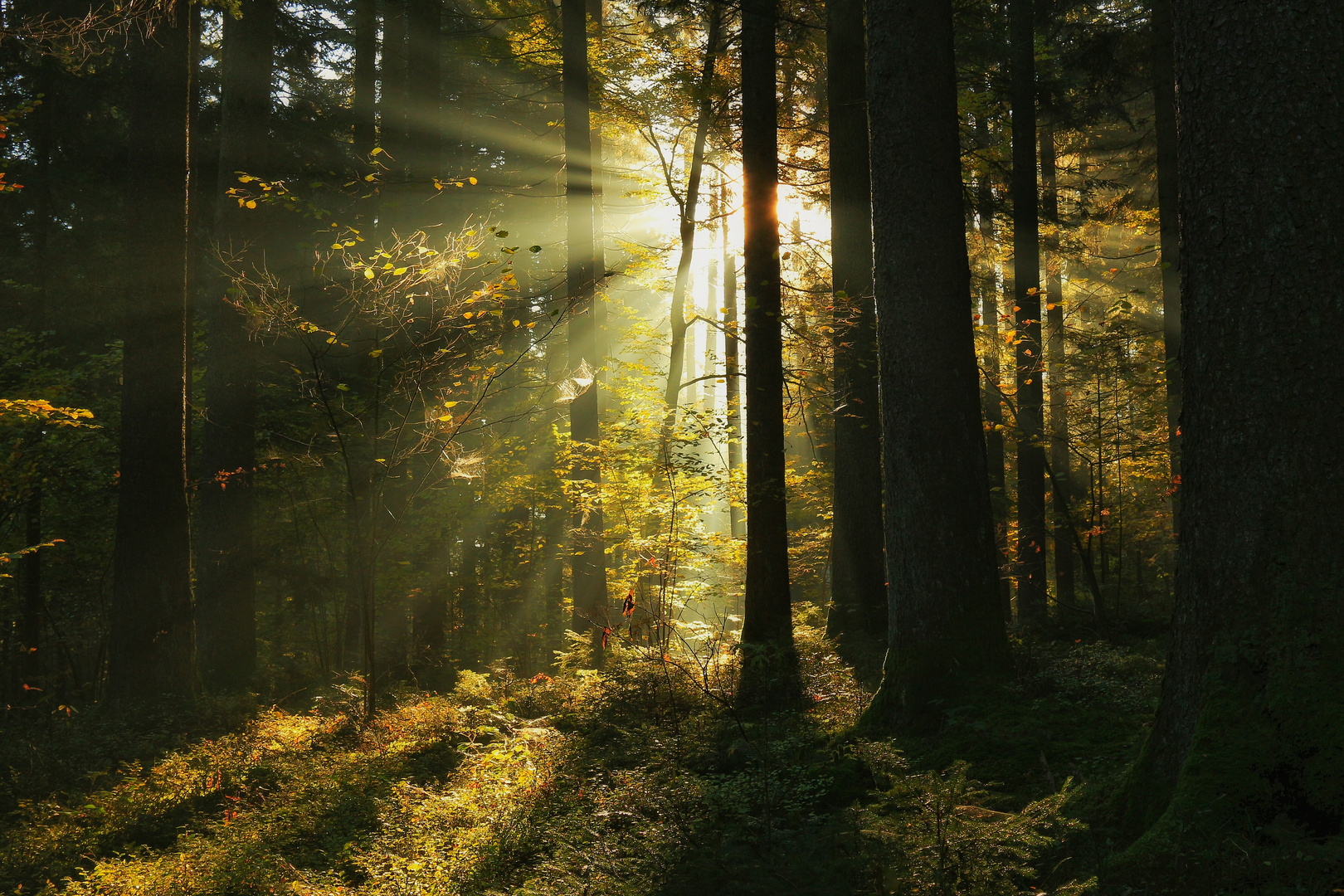 Atemberaubende Schönheit der Wälder