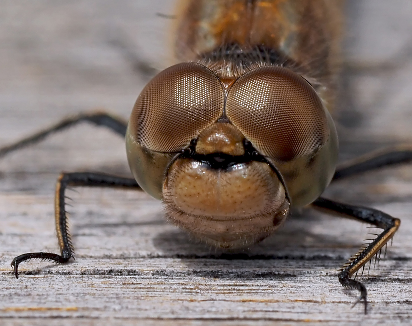 Atemberaubender Augen-Blick mit einer Libelle! - Le doux regard d'une libellule!