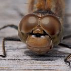 Atemberaubender Augen-Blick mit einer Libelle! - Le doux regard d'une libellule!