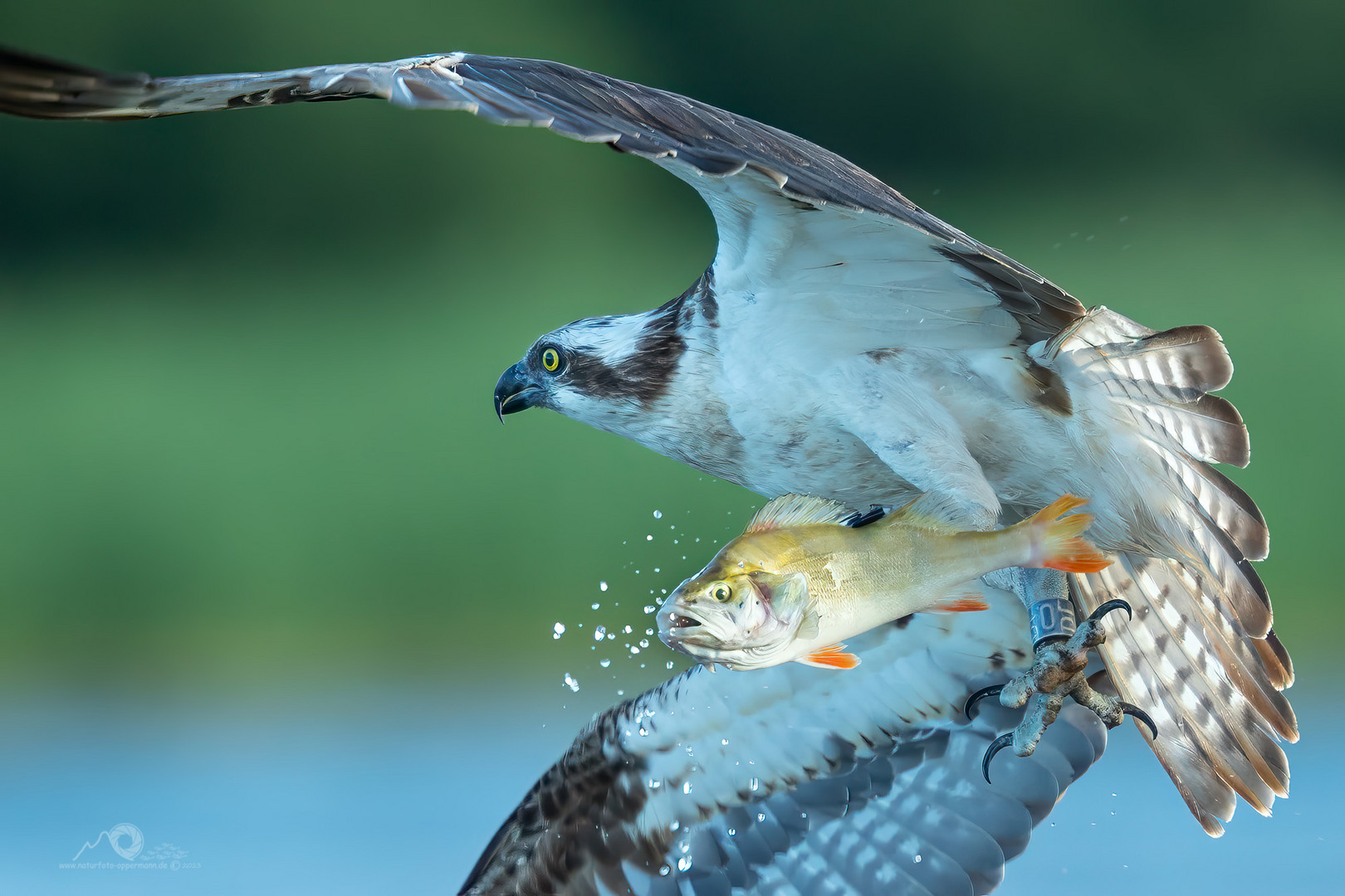 Atemlos Foto & Bild tiere, wildlife, wild lebende vögel Bilder auf