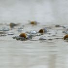 Atemlos.... durch den Teich - Karpfen beim Luft schnappen