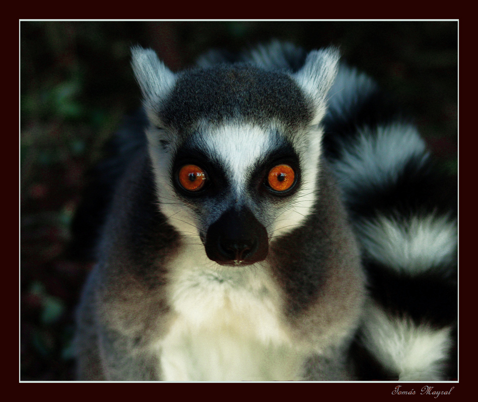 Atenta Mirada