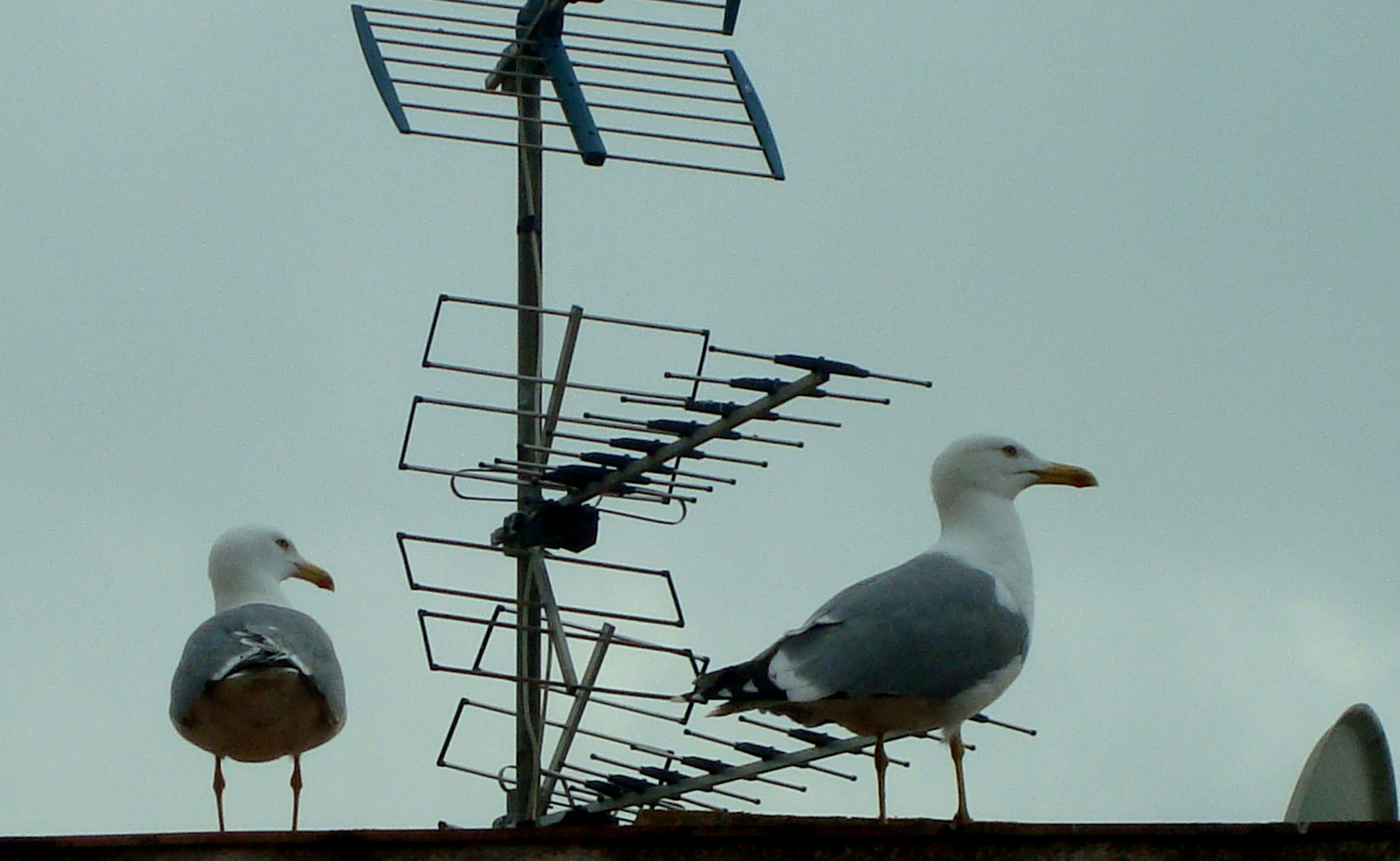 ATENTAS AL TERRITORIO