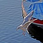 aterrizando sobre el agua!