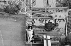 Athen 1 : Katzen