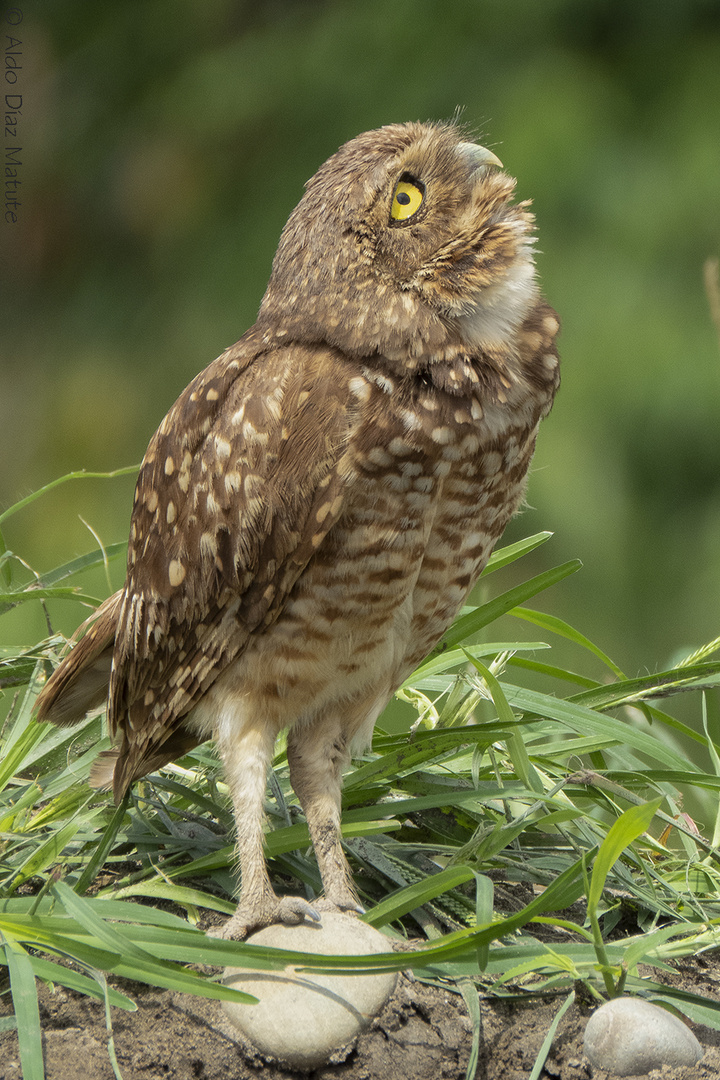 Athene cunicularia