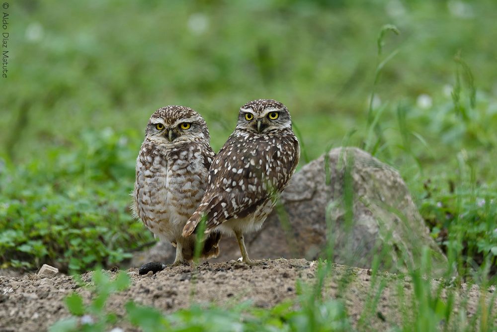 Athene cunicularia