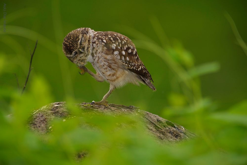 Athene cunicularia.