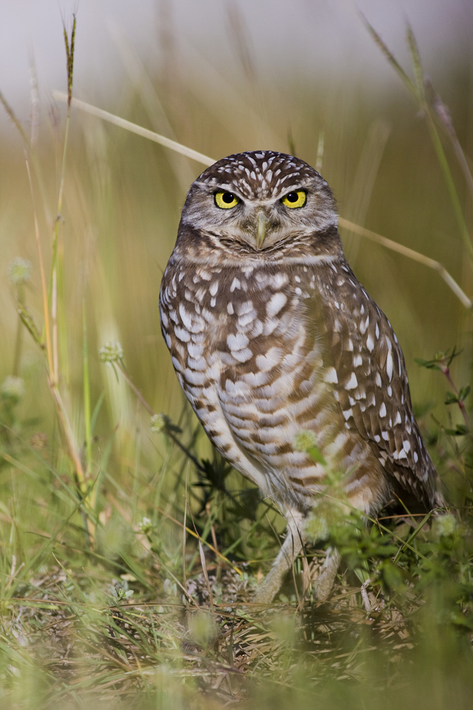 Athene cunicularia