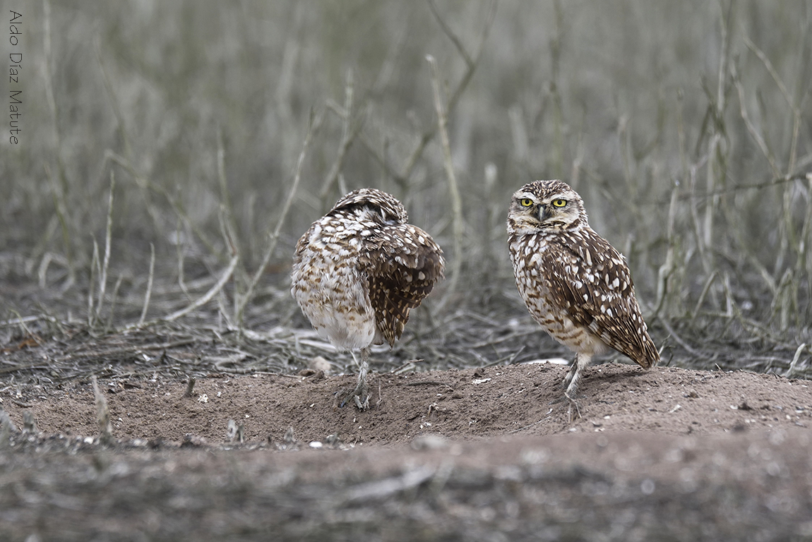 Athene cunicularia