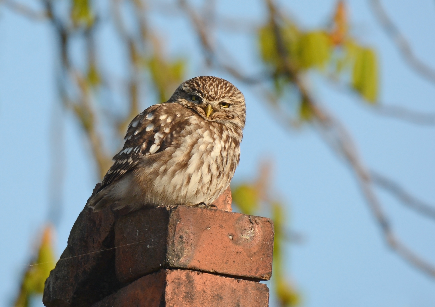 Athene noctua