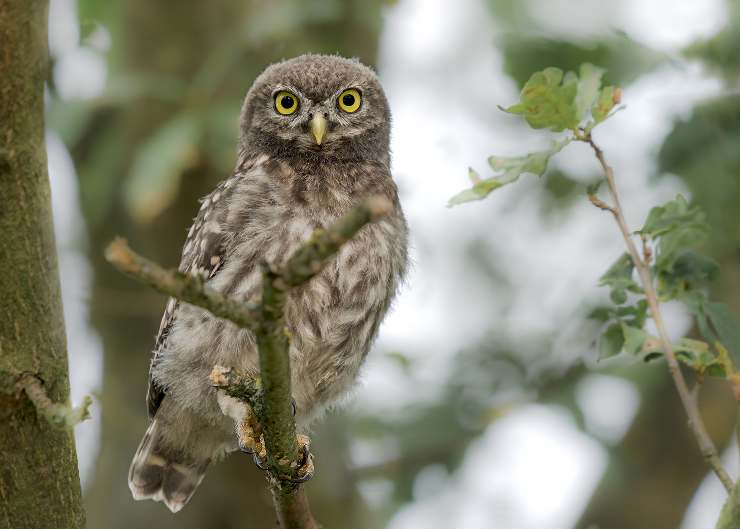 Athene noctua