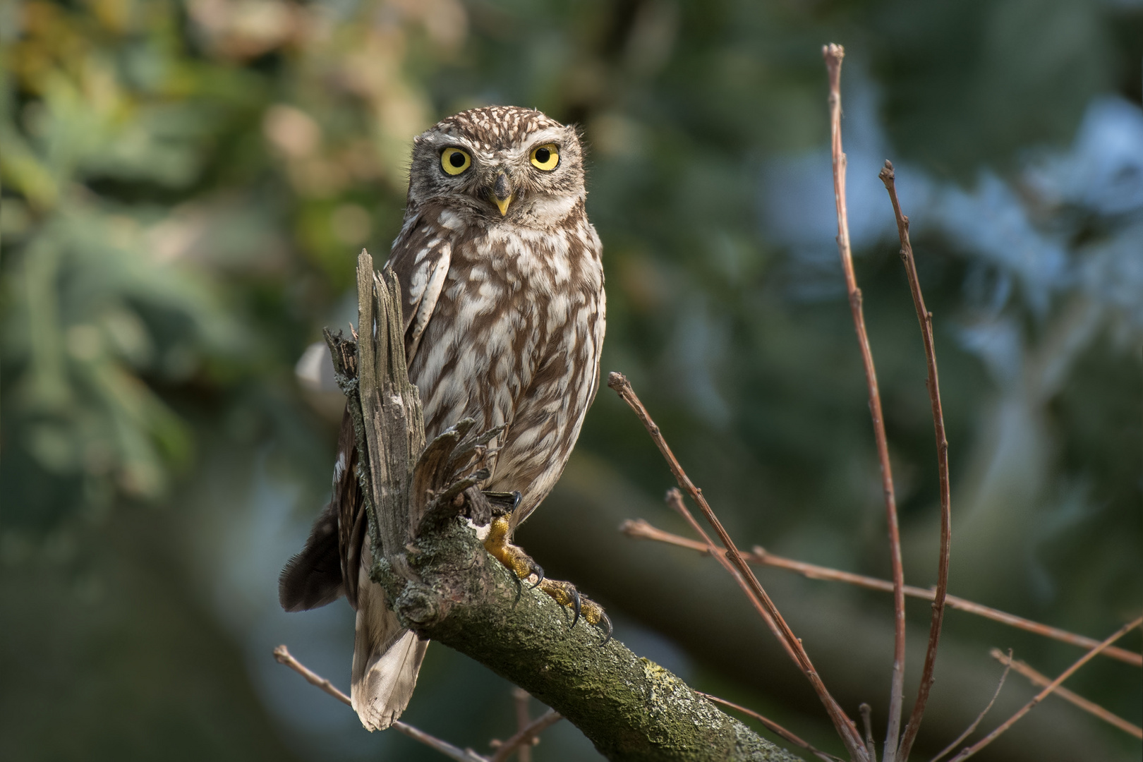 Athene noctua