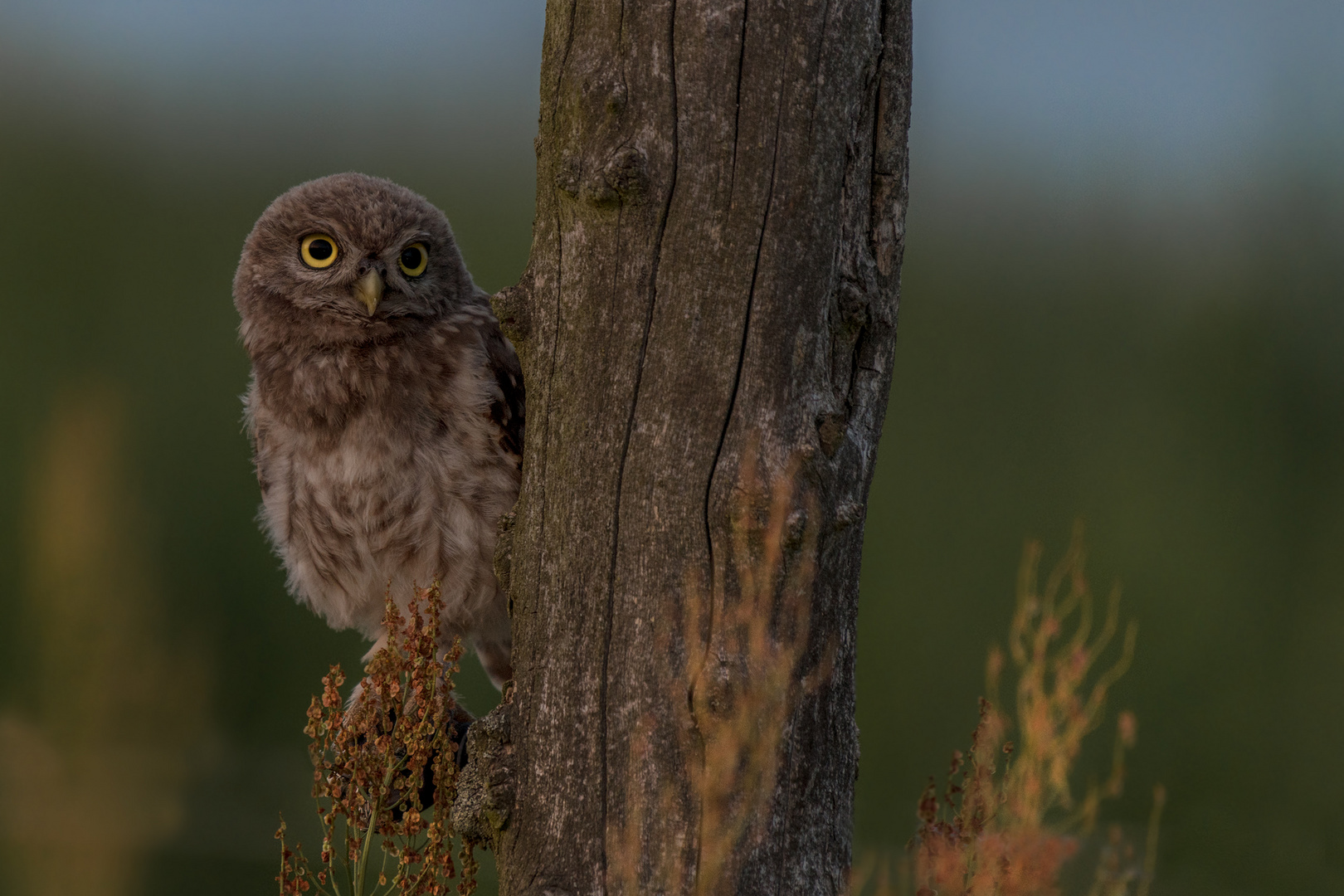 Athene noctua