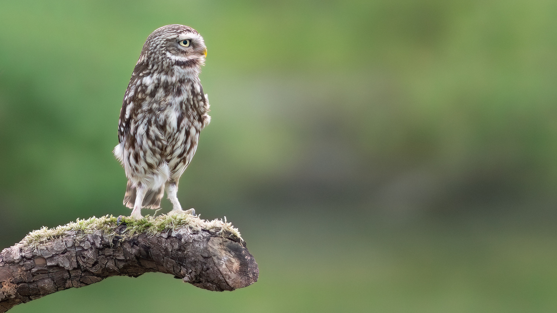 Athene noctua