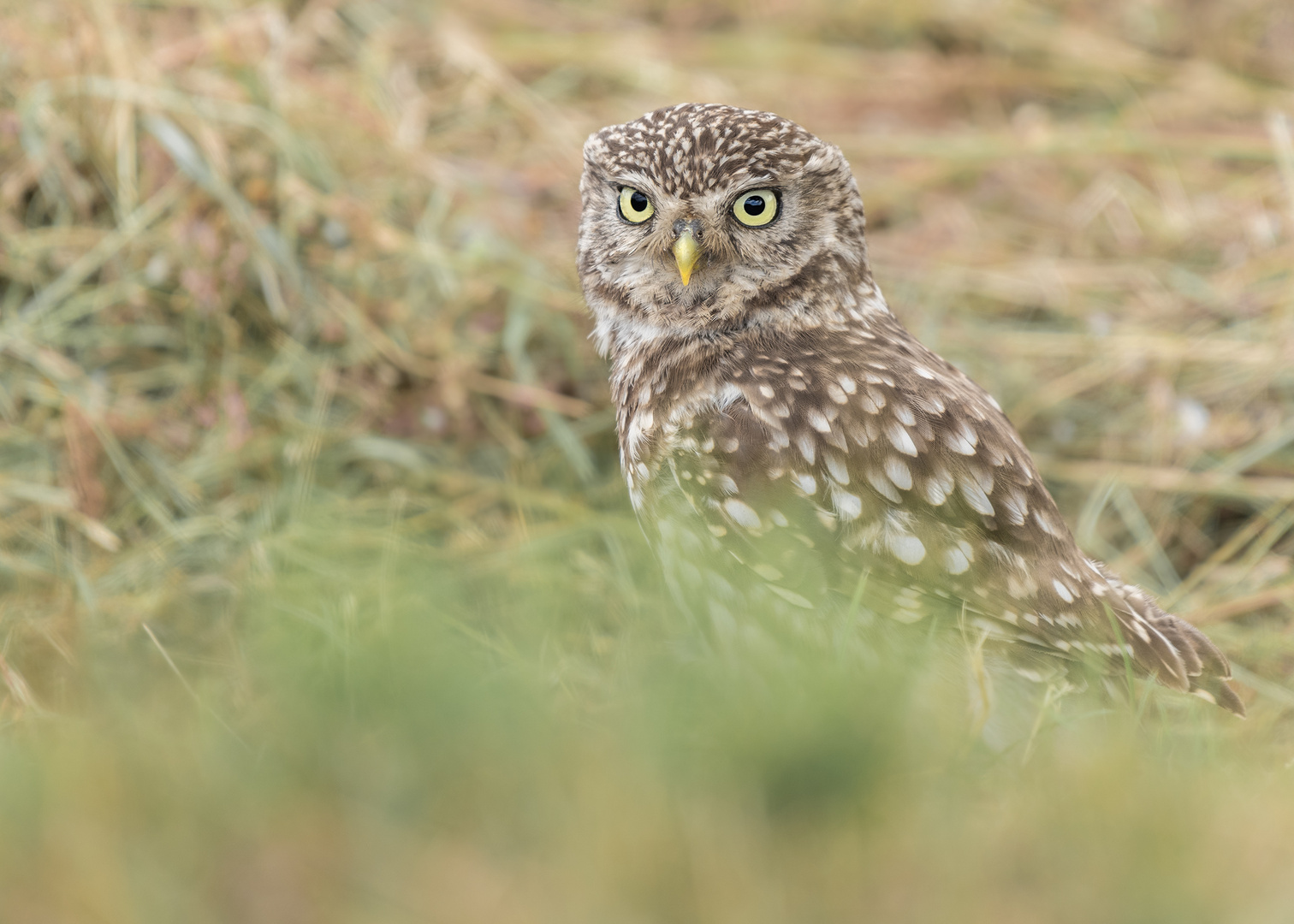 Athene noctua