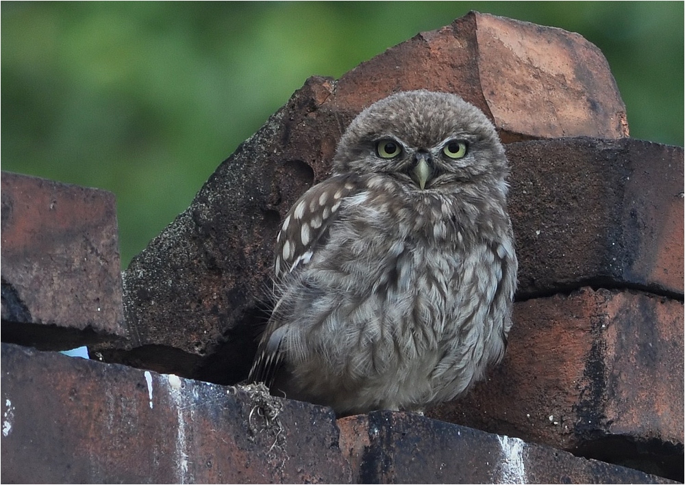 Athene noctua