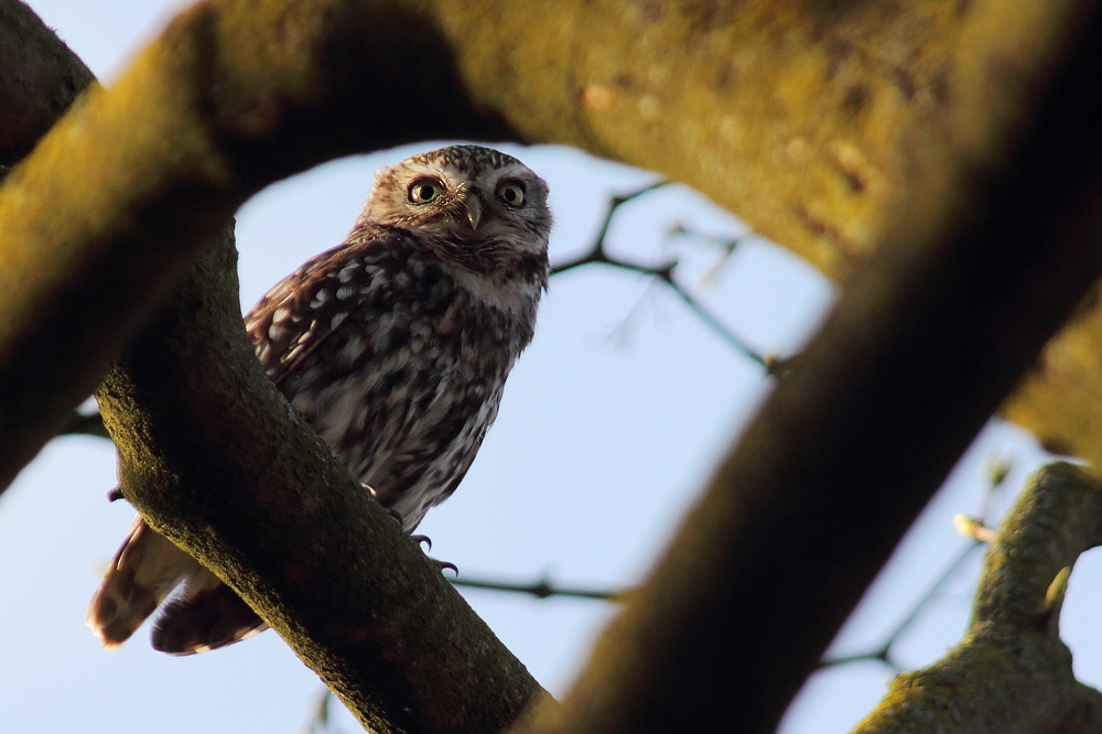 Athene noctua