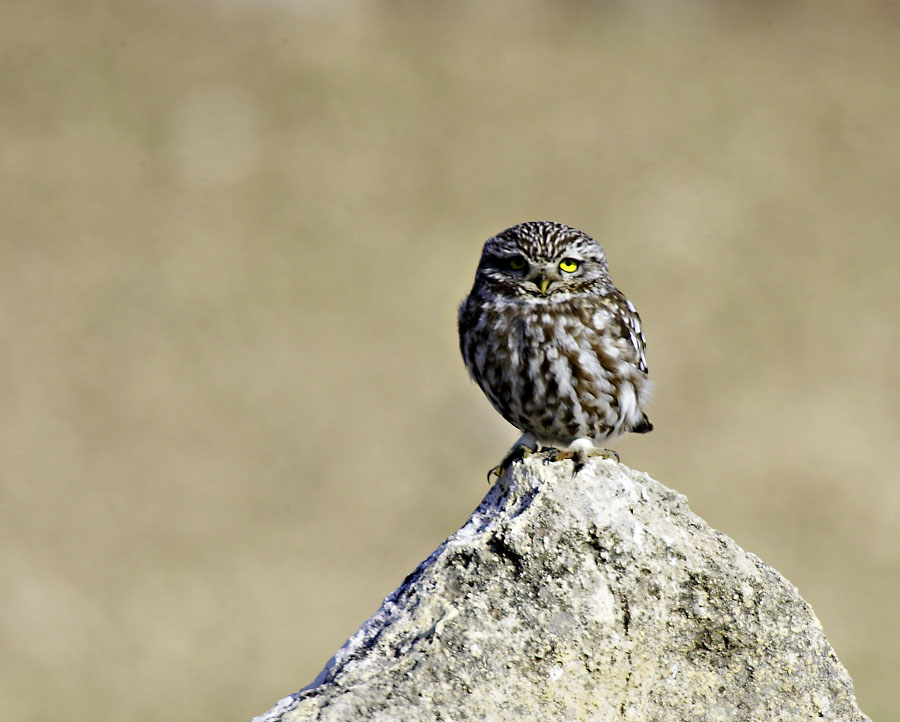 Athene noctua, Steinkautz ND