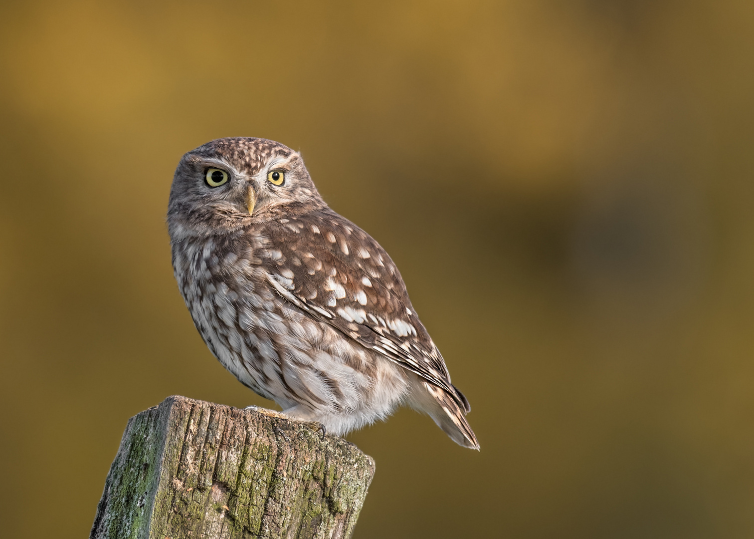 Athene noctua - Steinkauz