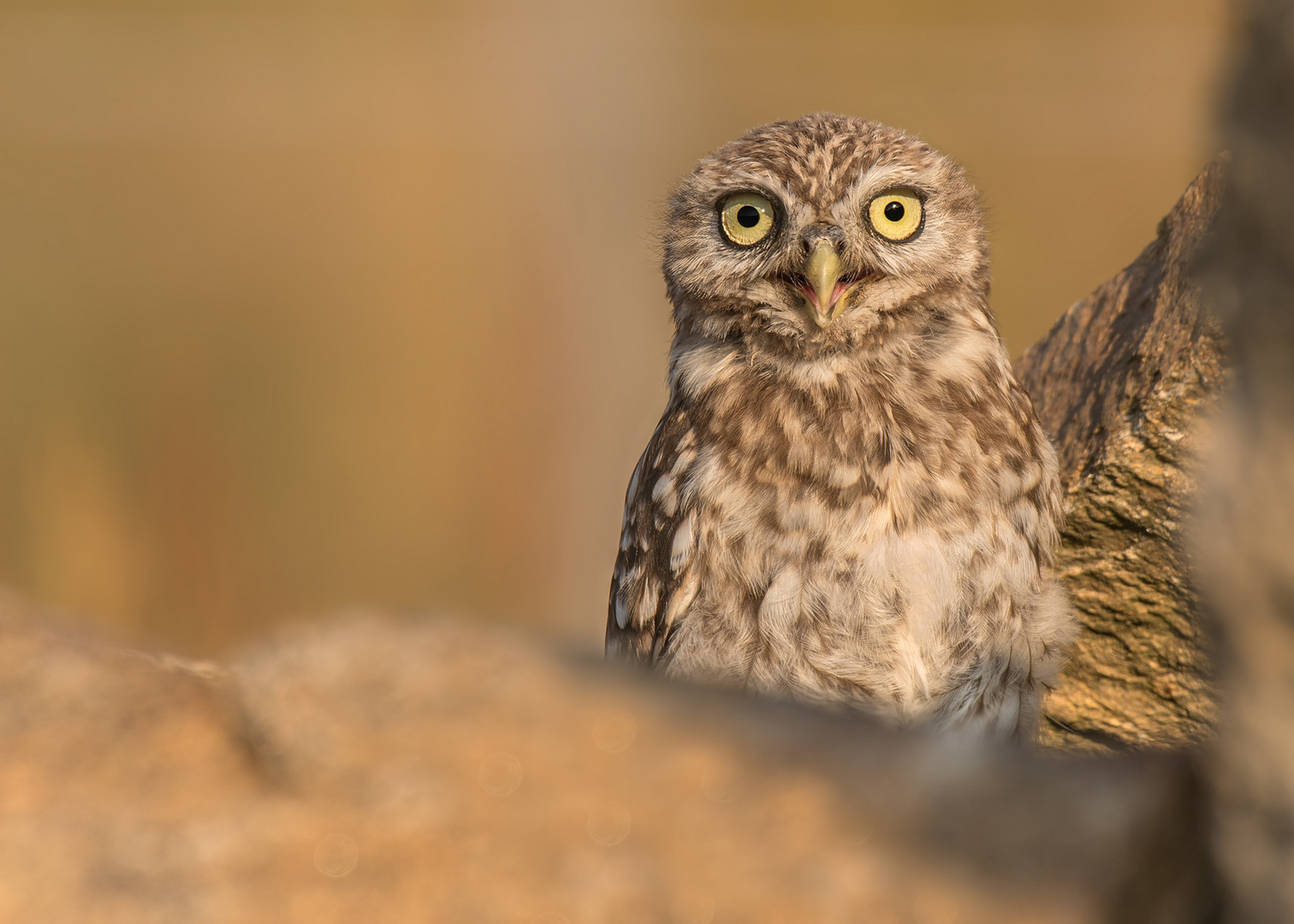 Athene noctua - Steinkauz