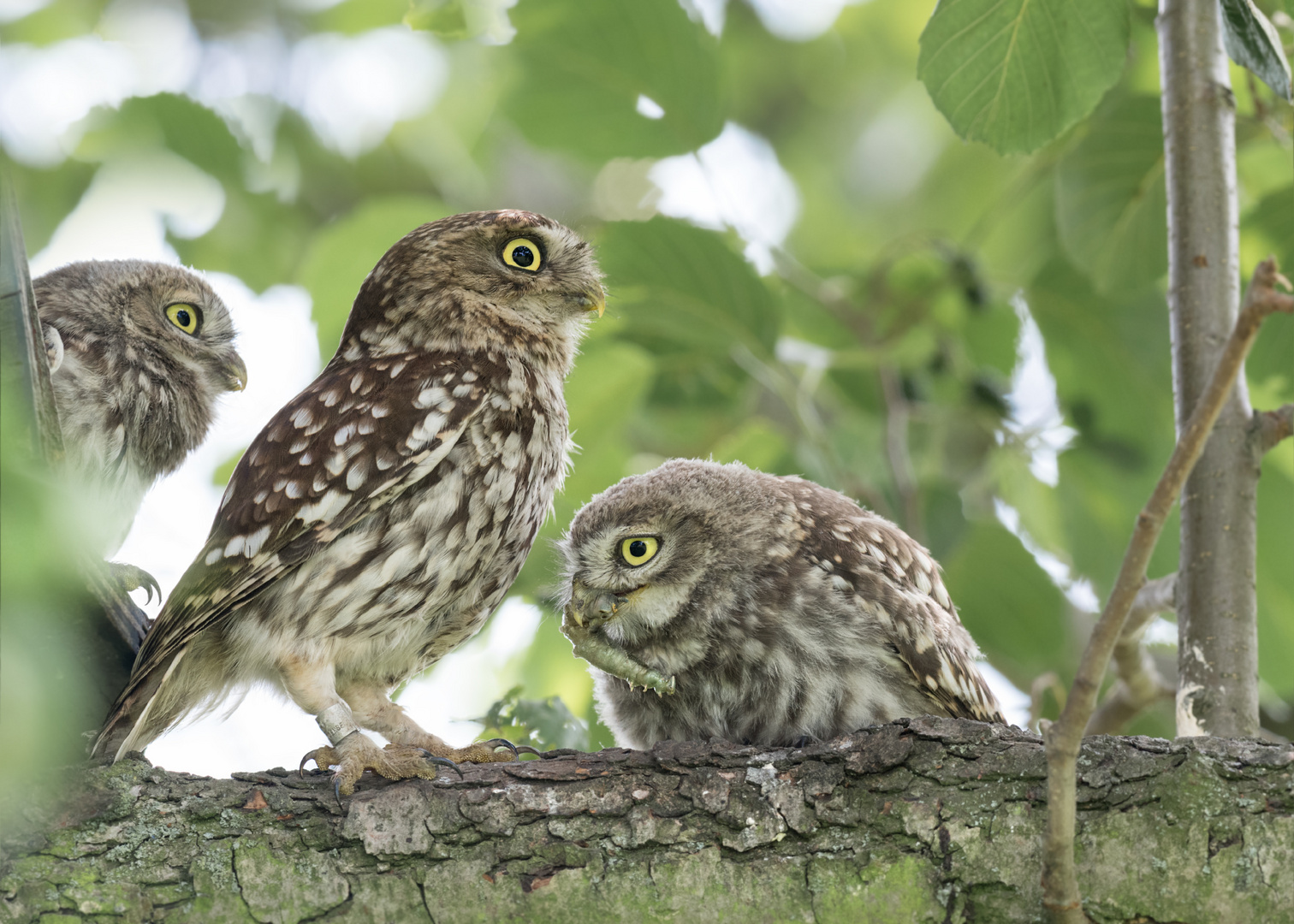 Athene noctua - Steinkauz