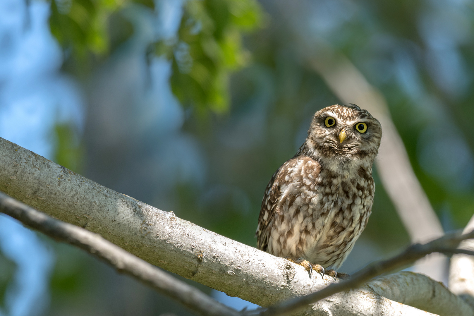 Athene noctua - Steinkauz