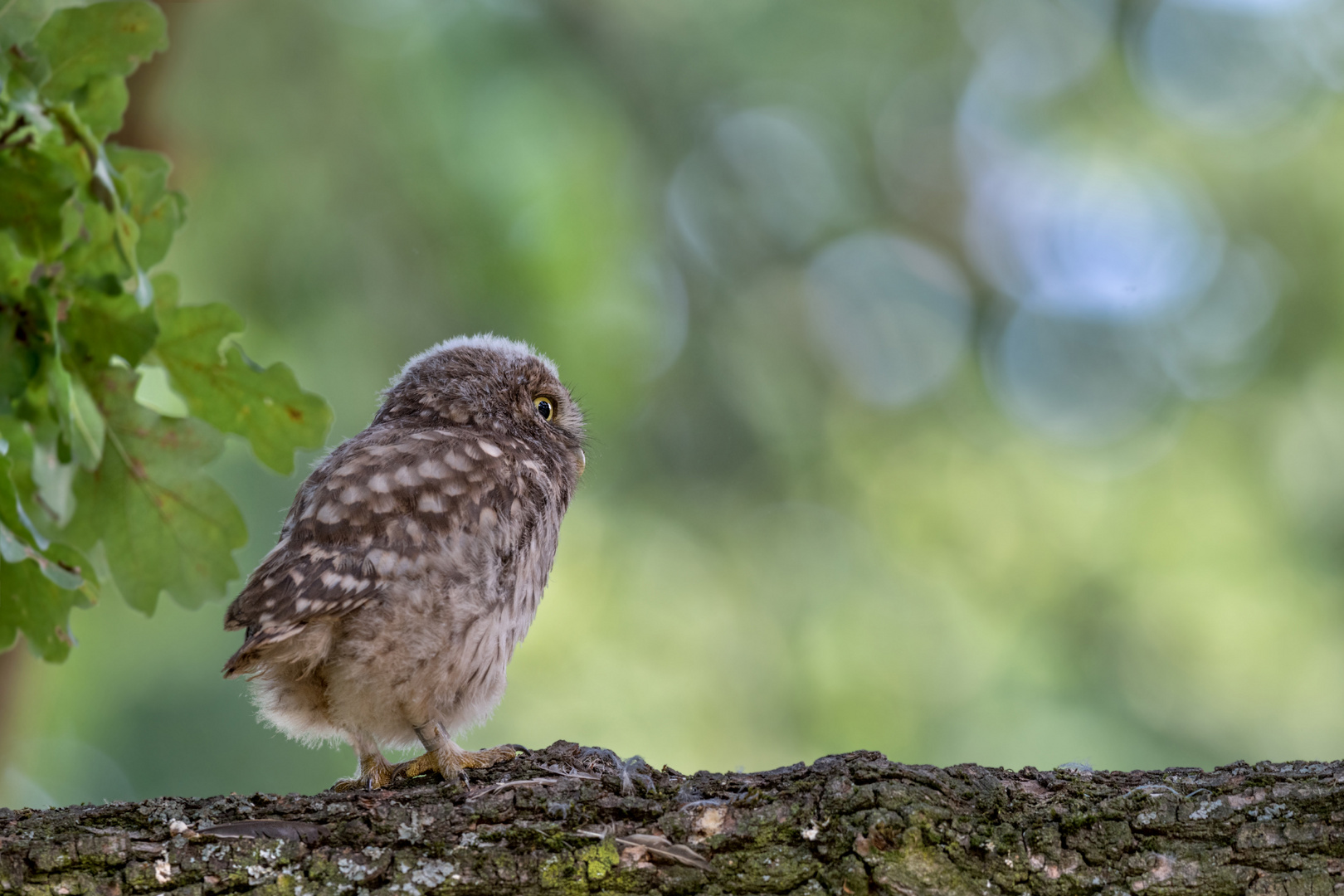 Athene noctua - Steinkauz