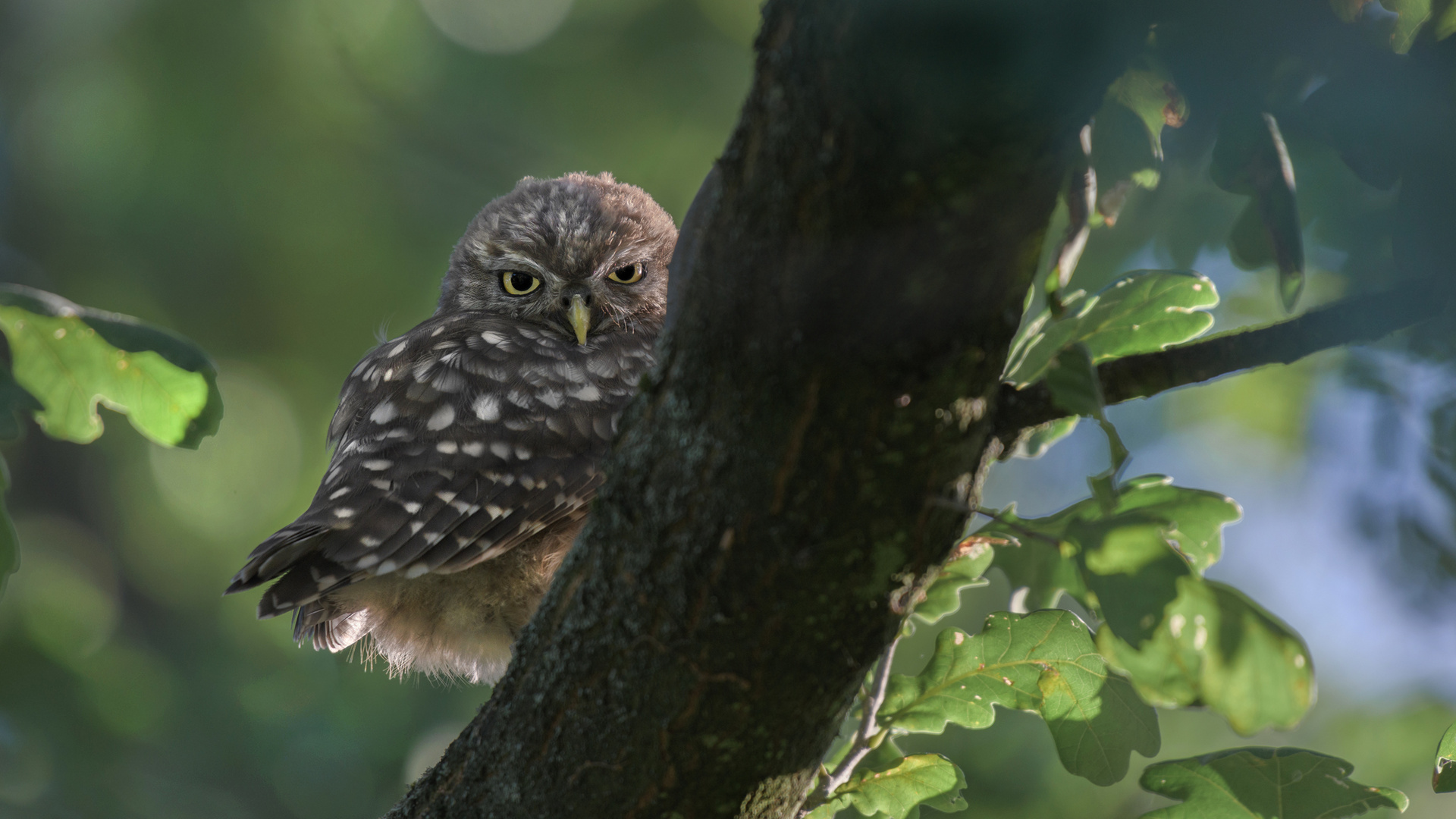 Athene noctua - Steinkauz