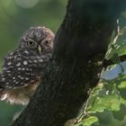 Athene noctua - Steinkauz