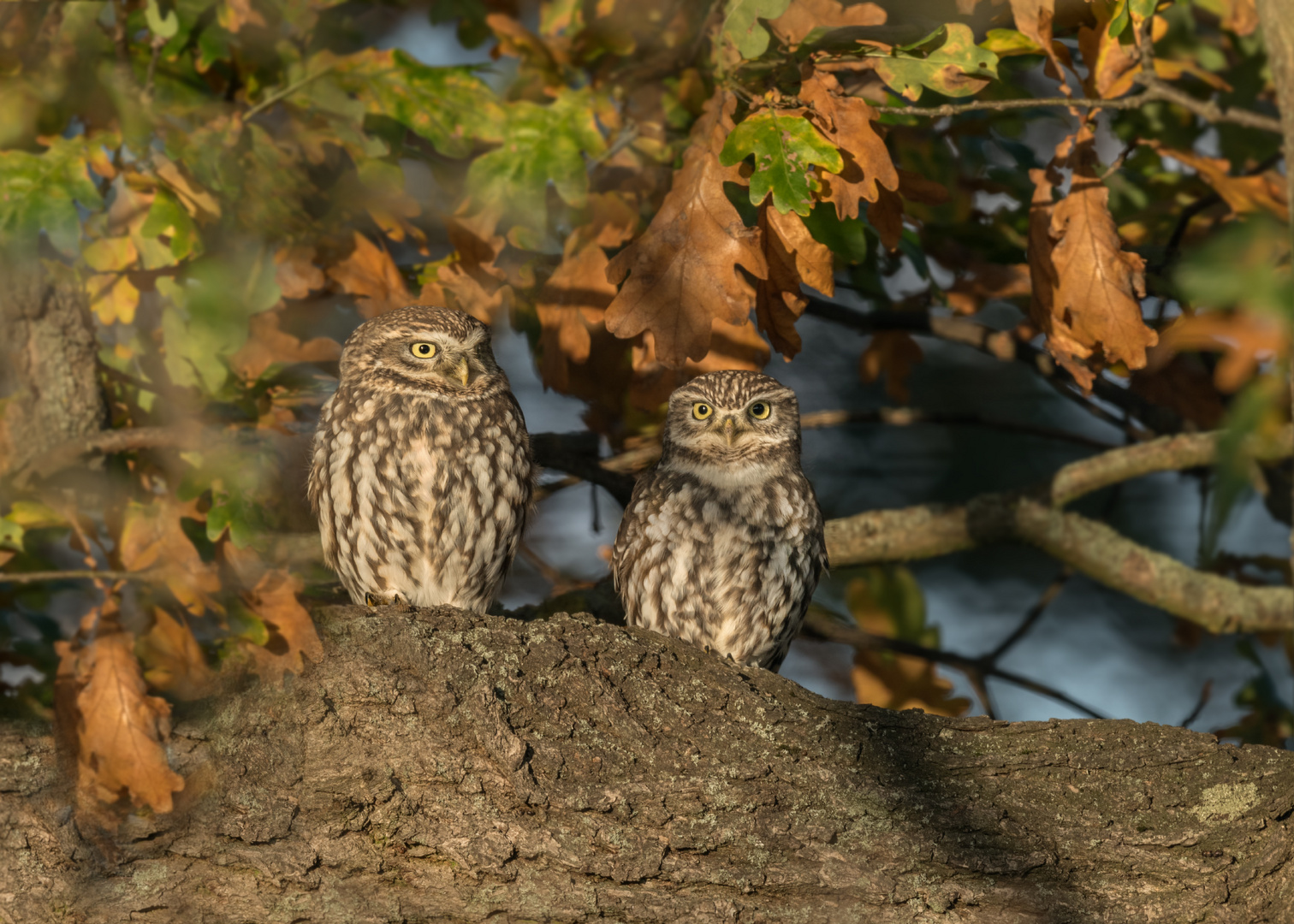 Athene noctua - Steinkauz