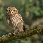 Athene noctua - Steinkauz