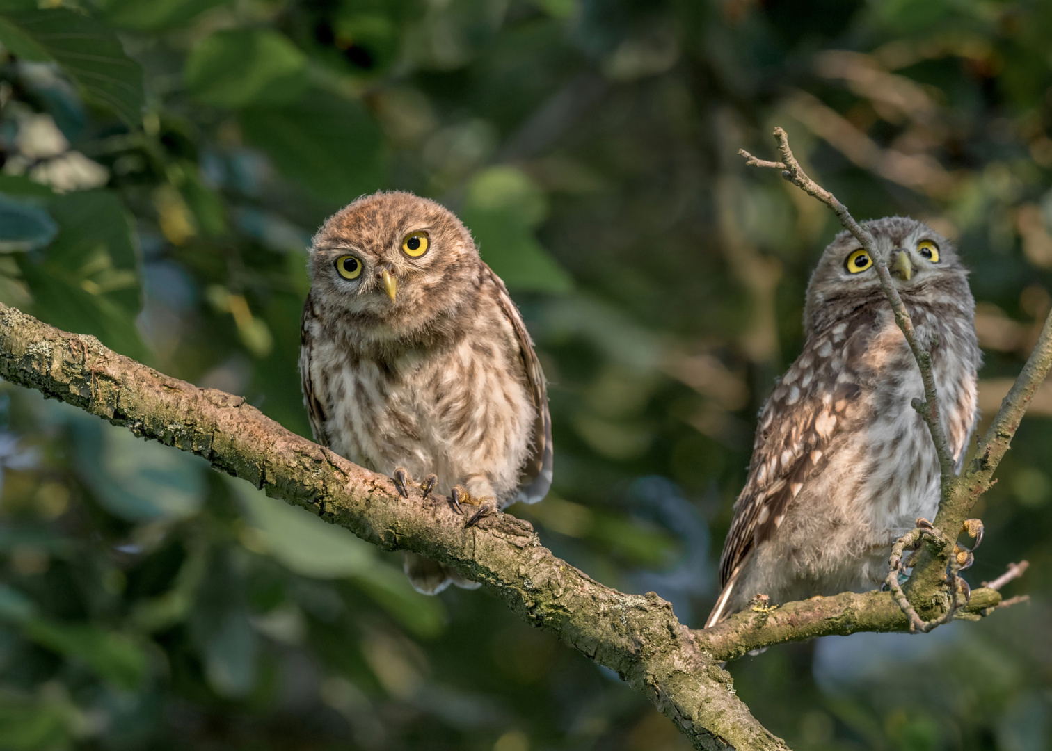 Athene noctua - Steinkauz