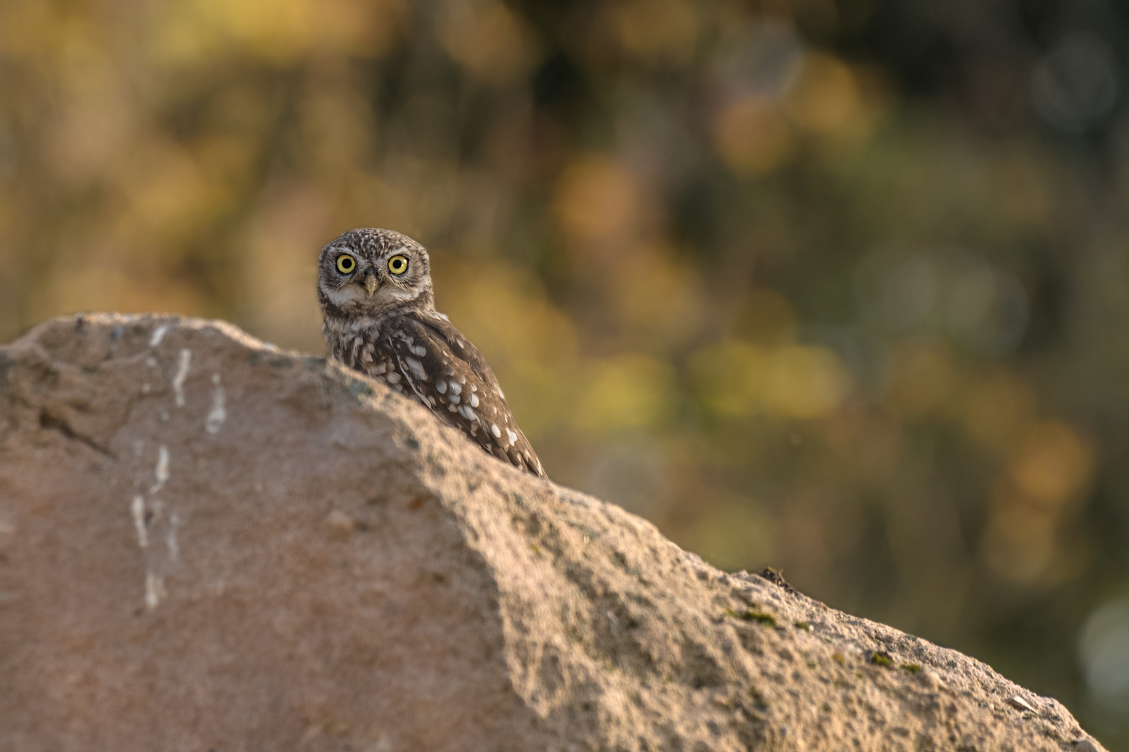 Athene noctua - Steinkauz